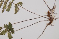 東洋蹄蓋蕨藏品圖，第3張