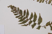 東洋蹄蓋蕨藏品圖，第4張