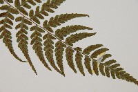 阿里山蹄蓋蕨藏品圖，第3張