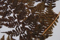 細裂蹄蓋蕨藏品圖，第3張