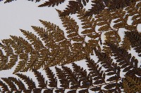 細裂蹄蓋蕨藏品圖，第5張