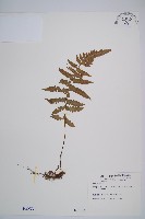 登錄號:P000255藏品圖，第1張