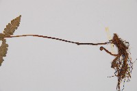 登錄號:P000255藏品圖，第3張