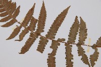 登錄號:P000255藏品圖，第4張