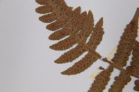 登錄號:P000255藏品圖，第5張