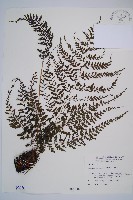 三回蹄蓋蕨藏品圖，第1張