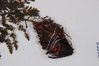 三回蹄蓋蕨藏品圖，第3張