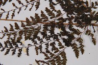 三回蹄蓋蕨藏品圖，第4張