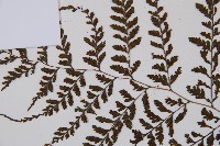 三回蹄蓋蕨藏品圖，第5張