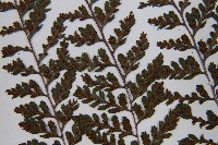 三回蹄蓋蕨藏品圖，第6張