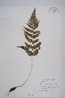 小葉蹄蓋蕨藏品圖，第1張