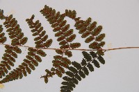 小葉蹄蓋蕨藏品圖，第3張