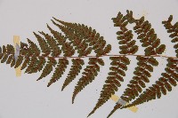 小葉蹄蓋蕨藏品圖，第4張