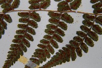 小葉蹄蓋蕨藏品圖，第5張