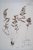 蓬萊蹄蓋蕨藏品圖，第1張