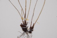 蓬萊蹄蓋蕨藏品圖，第6張