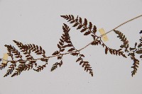 蓬萊蹄蓋蕨藏品圖，第7張