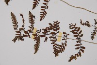 蓬萊蹄蓋蕨藏品圖，第8張