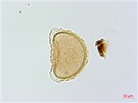 蓬萊蹄蓋蕨藏品圖，第4張