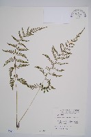 蓬萊蹄蓋蕨藏品圖，第1張