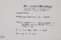 蓬萊蹄蓋蕨藏品圖，第2張