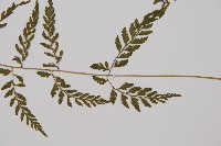 蓬萊蹄蓋蕨藏品圖，第3張