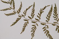 蓬萊蹄蓋蕨藏品圖，第4張