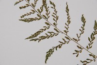 蓬萊蹄蓋蕨藏品圖，第5張