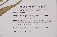 日本蹄蓋蕨藏品圖，第2張