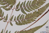 日本蹄蓋蕨藏品圖，第3張