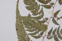 日本蹄蓋蕨藏品圖，第4張
