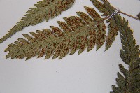 日本蹄蓋蕨藏品圖，第5張