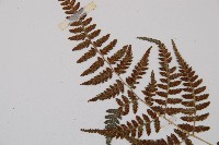 日本蹄蓋蕨藏品圖，第7張