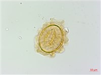 日本蹄蓋蕨藏品圖，第2張