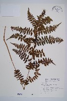 山蹄蓋蕨藏品圖，第1張