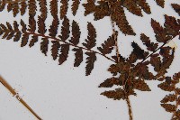 山蹄蓋蕨藏品圖，第3張