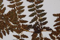 山蹄蓋蕨藏品圖，第4張