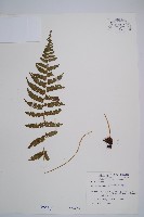 對生蹄蓋蕨藏品圖，第1張