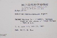 對生蹄蓋蕨藏品圖，第2張