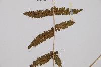 對生蹄蓋蕨藏品圖，第3張