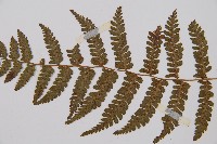 對生蹄蓋蕨藏品圖，第4張