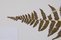 對生蹄蓋蕨藏品圖，第5張