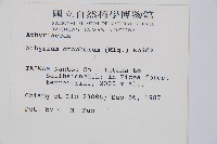 倉田氏蹄蓋蕨藏品圖，第2張