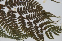 倉田氏蹄蓋蕨藏品圖，第3張