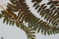 倉田氏蹄蓋蕨藏品圖，第4張