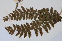 倉田氏蹄蓋蕨藏品圖，第5張