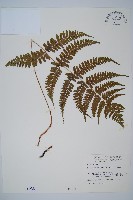 倉田氏蹄蓋蕨藏品圖，第1張