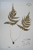 倉田氏蹄蓋蕨藏品圖，第1張