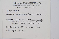 倉田氏蹄蓋蕨藏品圖，第5張