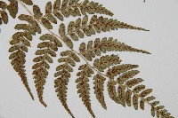 倉田氏蹄蓋蕨藏品圖，第6張